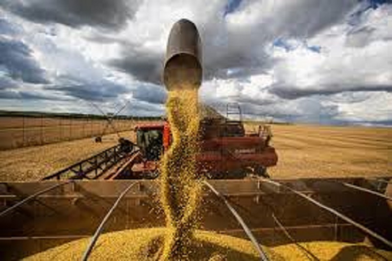 DATAGRO Grãos reduz projeção da safra 2023/24 de soja do Brasil para 146,3 mi de t