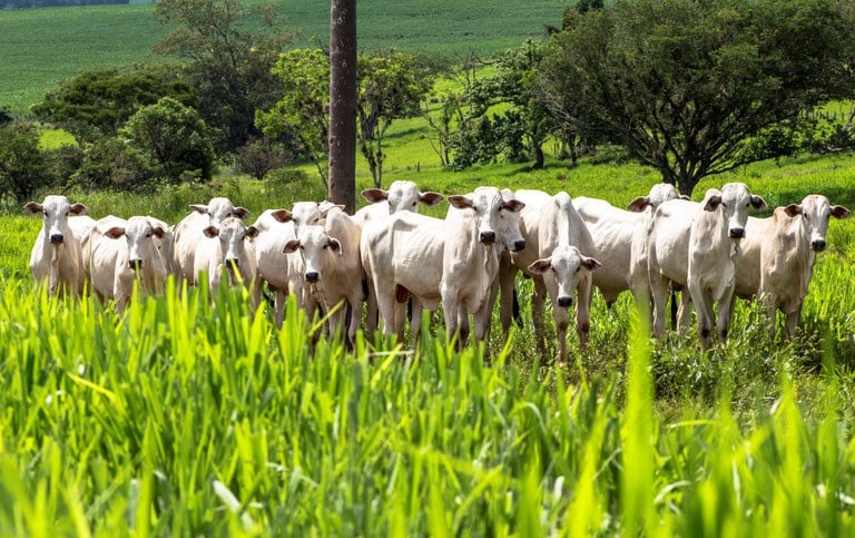 Prazo para produtores de MT informarem ao Indea estoque de rebanho termina no dia 4 de junho