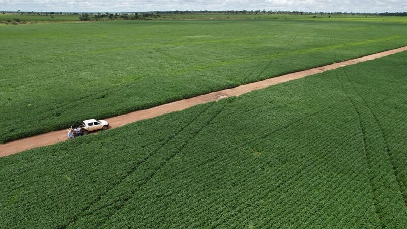 Vazio sanitário da soja começa neste sábado (08) em Mato Grosso