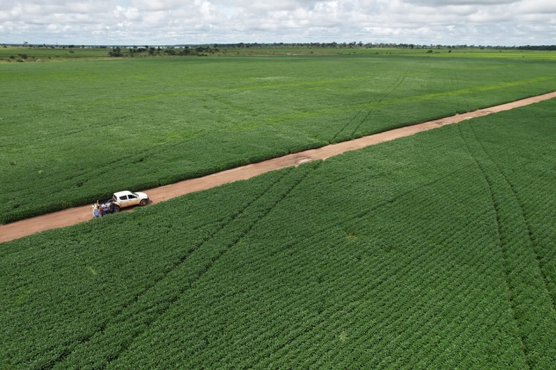 Vazio sanitário da soja começa neste sábado (08) em Mato Grosso