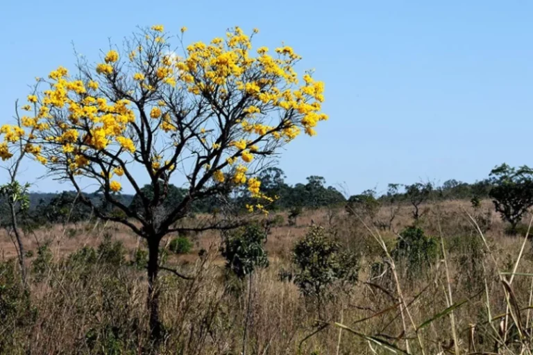 Ampliar governança federal sobre o cerrado é chave para o combate às mudanças climáticas