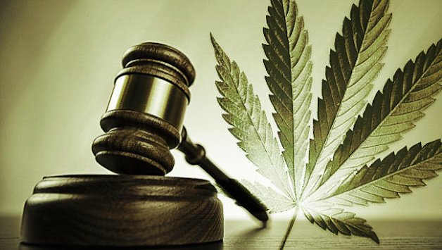 STJ: Homem com ansiedade poderá cultivar maconha para extração de óleo