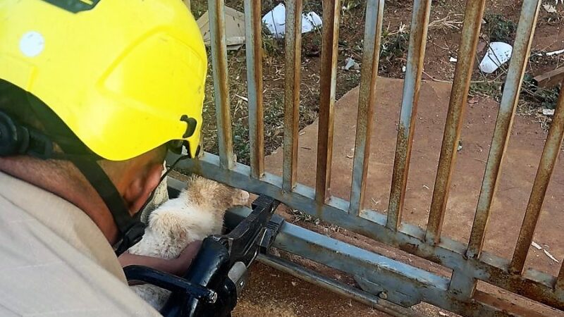 Corpo de Bombeiros Militar resgata gato preso em portão de residência