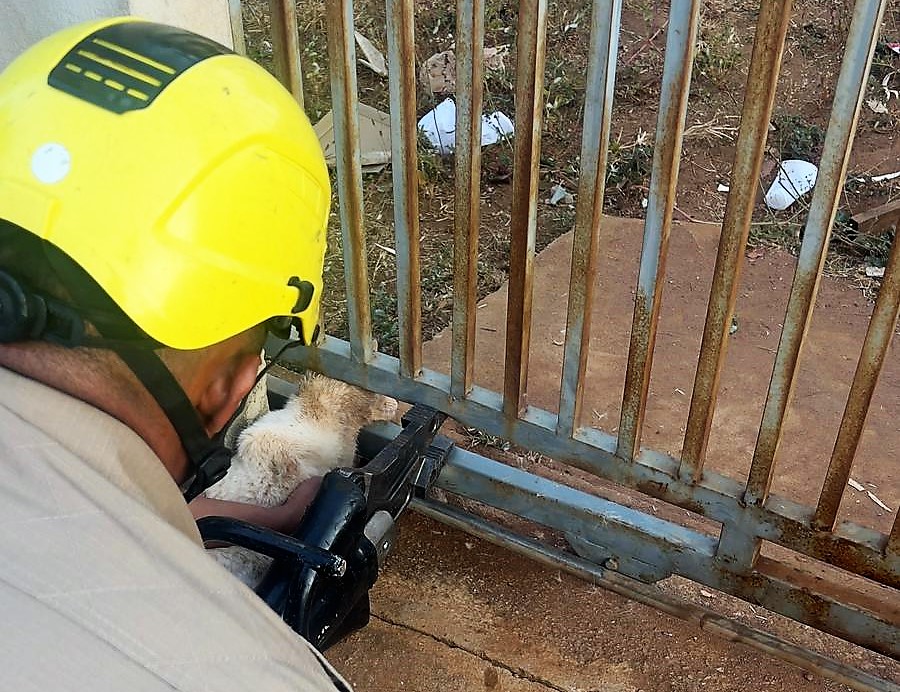 Corpo de Bombeiros Militar resgata gato preso em portão de residência