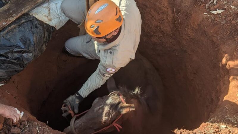 Corpo de Bombeiros realiza dois resgates de animais em diferentes municípios