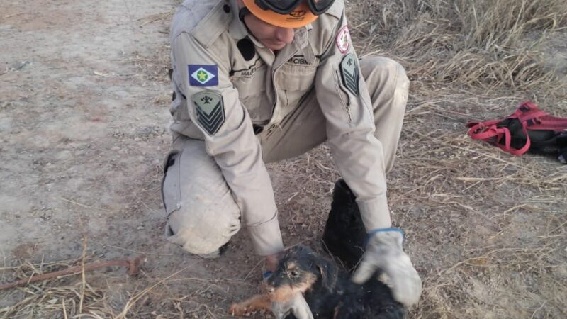 Bombeiros resgatam cachorro que caiu em buraco de 5 metros de profundidade