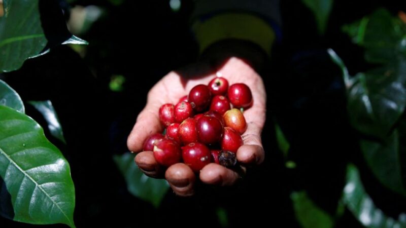 Disparada do preço vai tornar o café um produto de luxo?