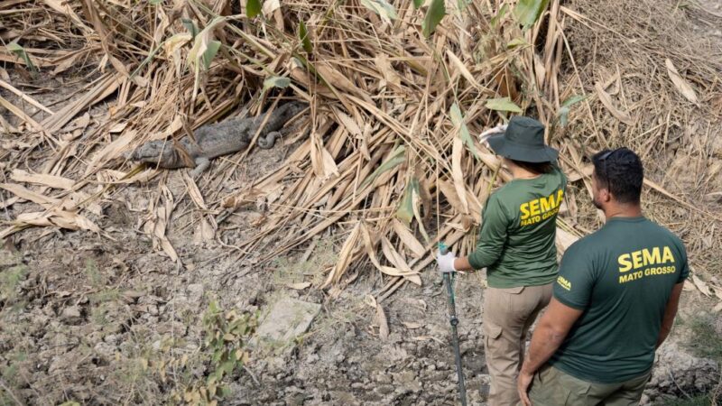 Sema alerta que manejo de animais silvestres de MT deve ser feito por equipes cadastradas