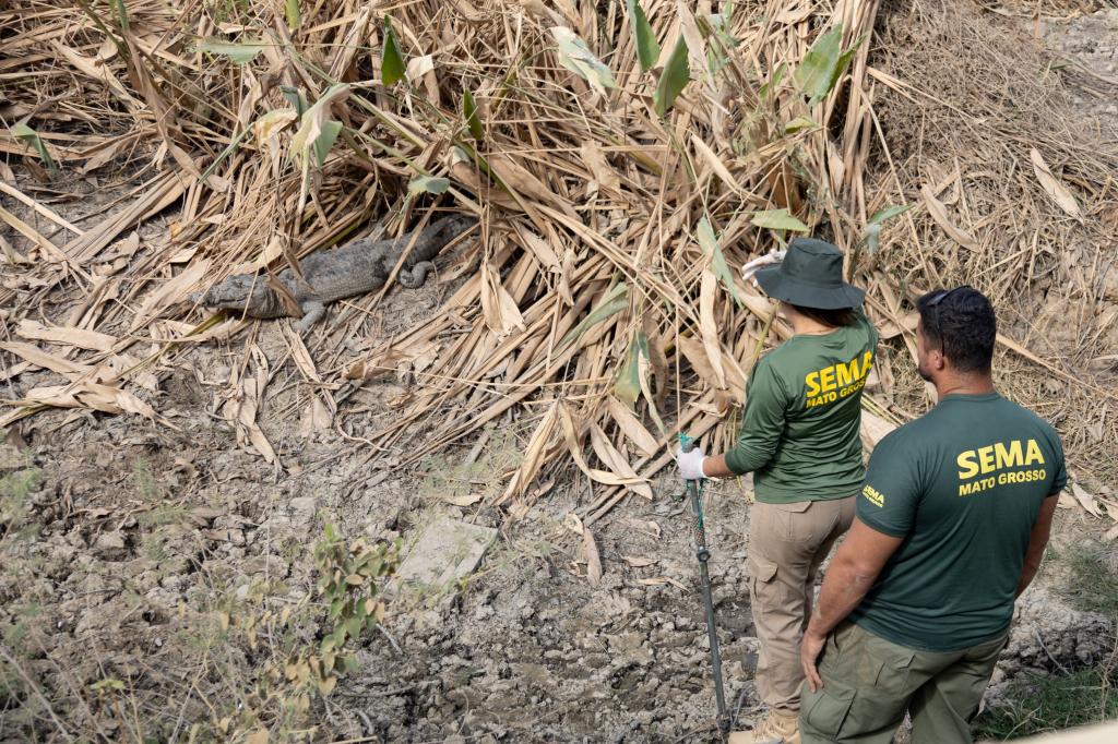 Sema alerta que manejo de animais silvestres de MT deve ser feito por equipes cadastradas