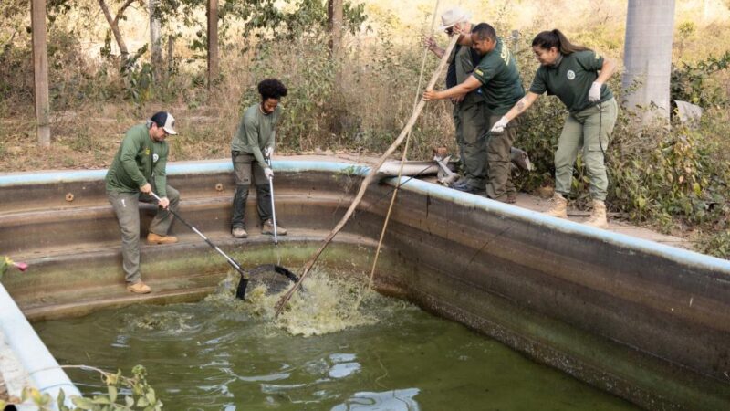 Sema resgata oito jacarés de piscinas em uma pousada desativada na Transpantaneira