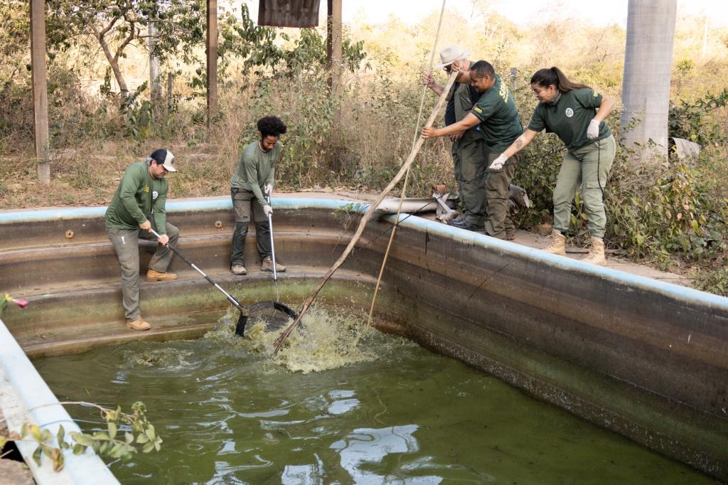 Sema resgata oito jacarés de piscinas em uma pousada desativada na Transpantaneira