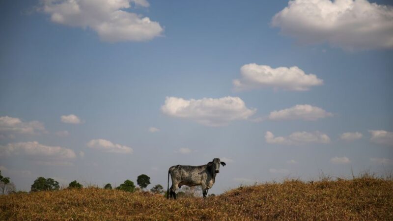 Brasil vai destinar US$ 1,3 bi do Fundo Clima para recuperar pastagens