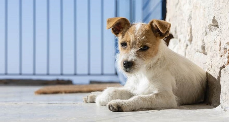 Pensão: Juiz reconhece direito a pensão alimentícia para animal de estimação