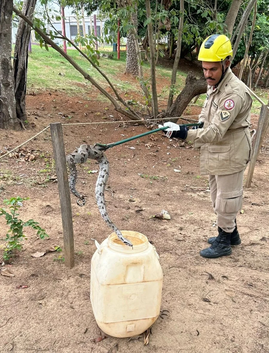 Bombeiros capturam jiboia em quintal de escola em Campo Verde