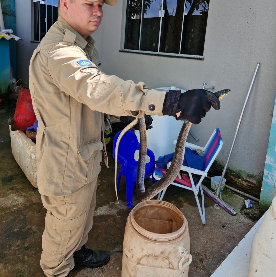 Corpo de Bombeiros alerta para aparecimento de animais peçonhentos em áreas urbanas