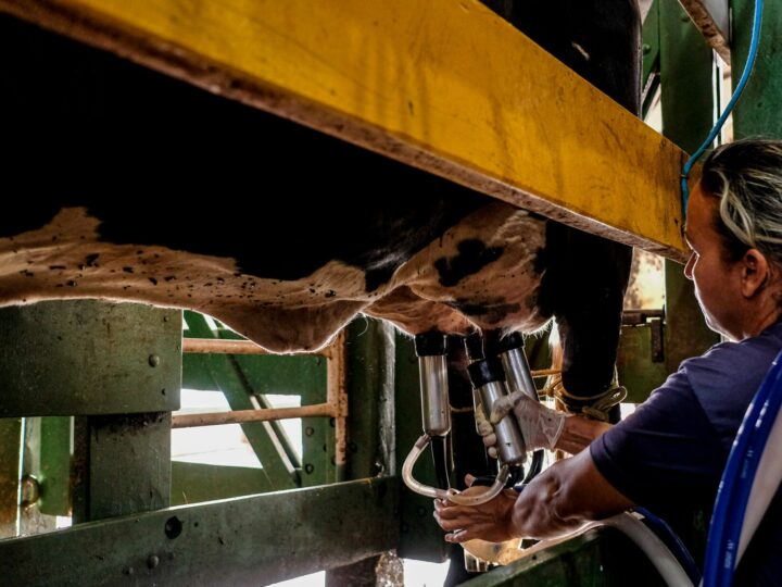 Programa do Governo de MT para melhoramento genético do rebanho leiteiro alcança mais de dois mil produtores