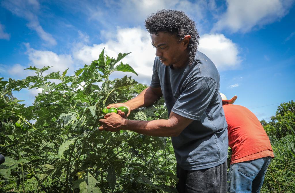 Governo fortalece pequenos agricultores e incentiva produção no campo