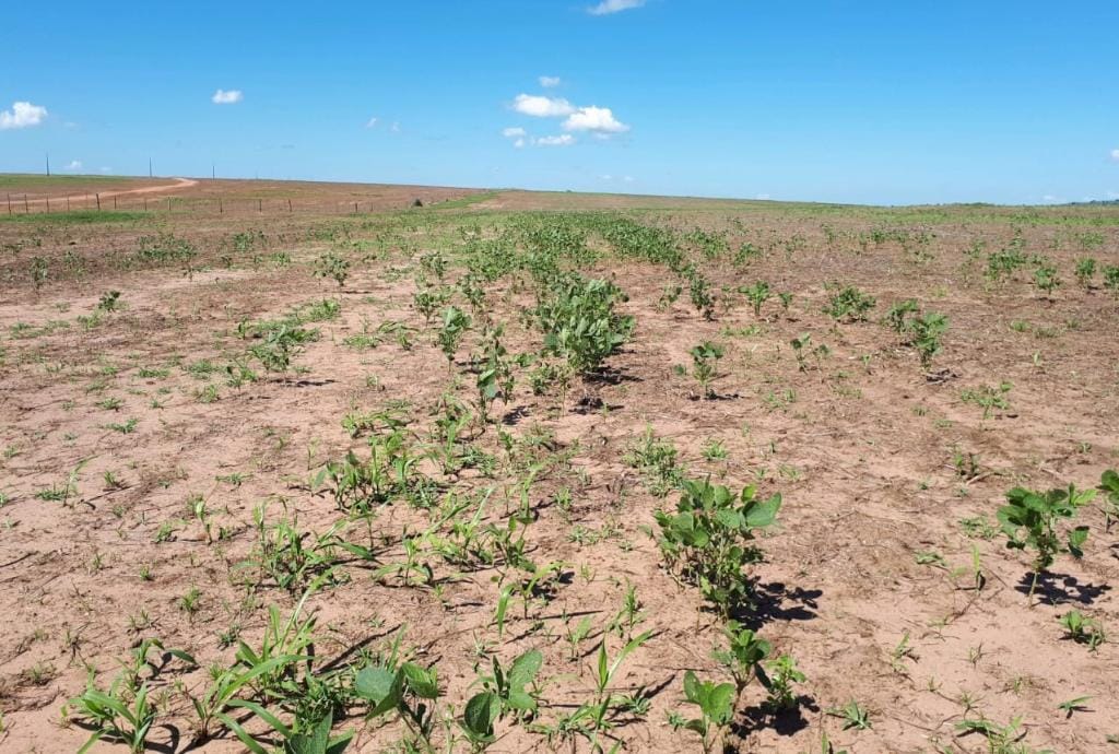Período de vazio sanitário da soja começa neste domingo em Mato Grosso