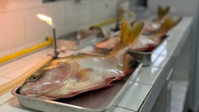 Pesquisadores de Mato Grosso buscam eliminar Salmonella em peixes nativos