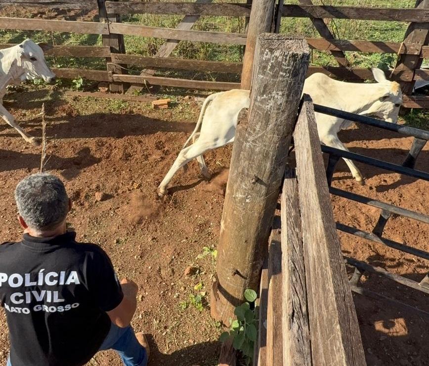 Polícia Civil de MT e Polícia Militar de GO recuperam novilhas e equinos furtados em fazenda de Canarana