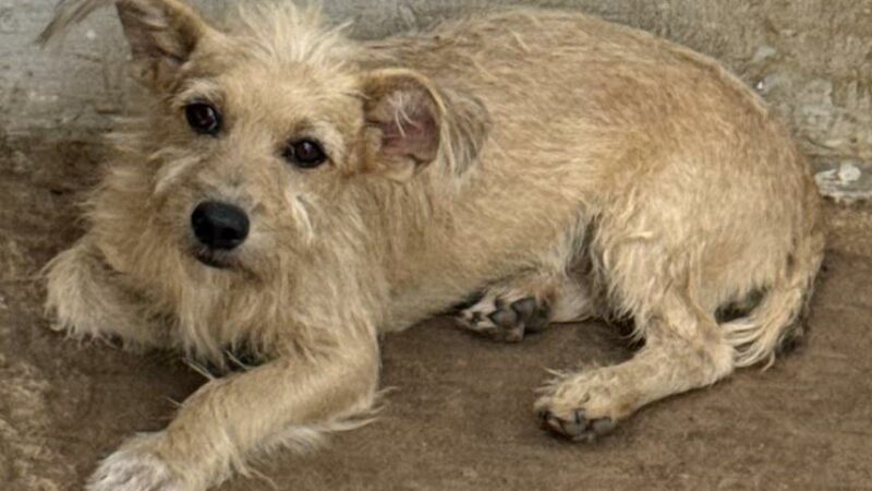 Polícia Civil prende cabeleireiro por maus-tratos a animais em Vila Rica