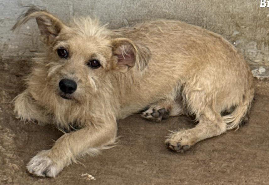 Polícia Civil prende cabeleireiro por maus-tratos a animais em Vila Rica