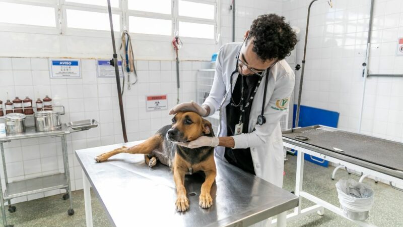 Bem-Estar Animal avança em capacidade de atendimento e reestruturação