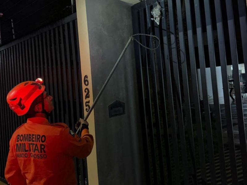 Corpo de Bombeiros resgata gambá e arara-canindé em diferentes municípios