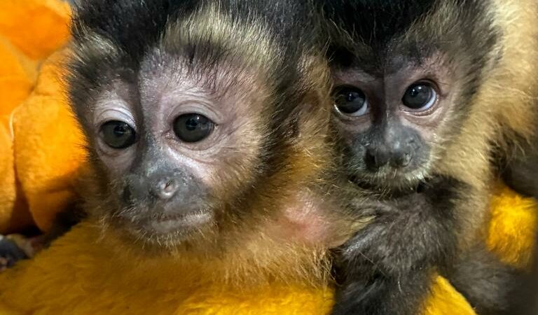 Sema reintegra filhote órfão de macaco-prego à vida livre em área de soltura