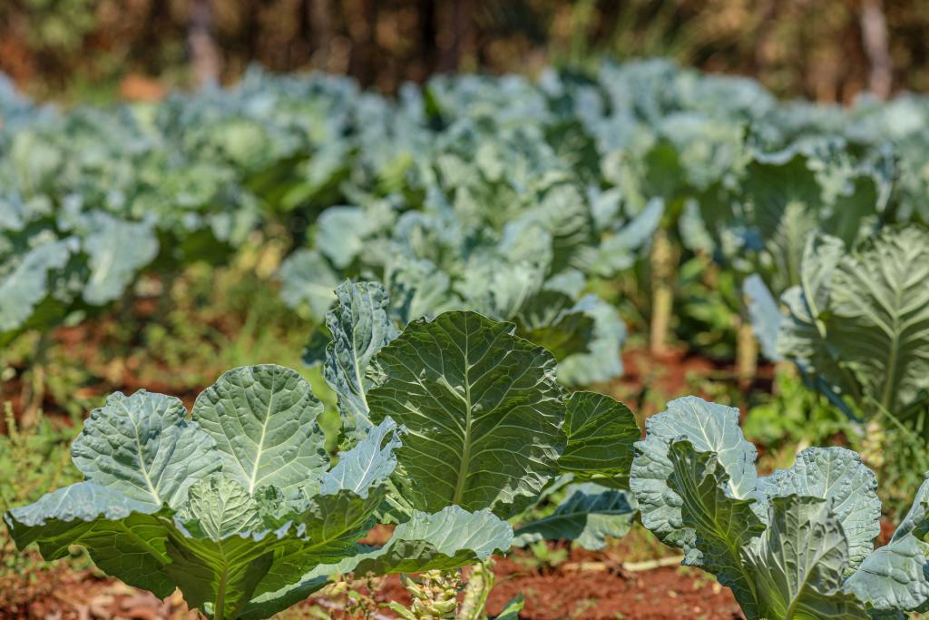Seduc lança edital para implantação e manutenção de hortas escolares em 300 unidades da Rede Estadual