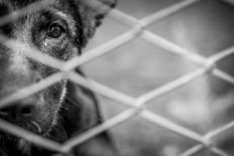 PL propõe aumentar pena por maus-tratos contra cães e gatos