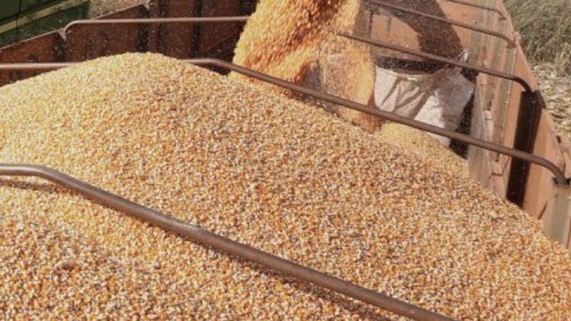 Milho tem nova alta em Mato Grosso e na bolsa de Chicago