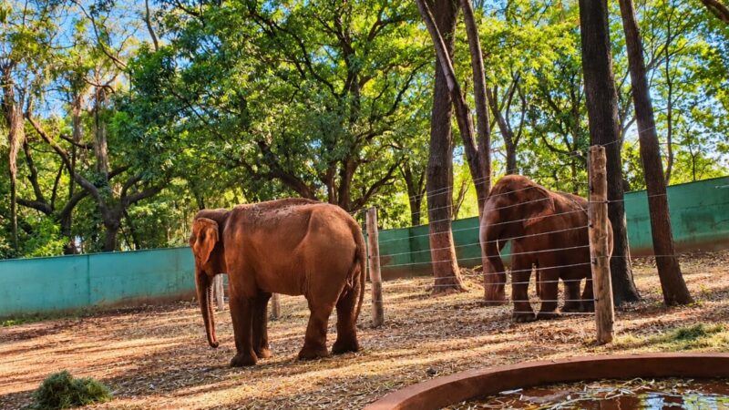 Petição com 66 mil assinaturas quer levar elefanta Maison para santuário na Chapada dos Guimarães